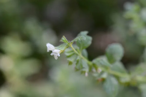 Balsam cytrynowy — Zdjęcie stockowe