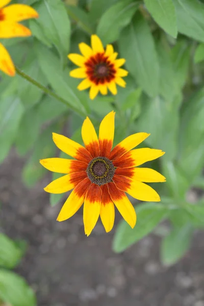 Tetra Gloriosa Daisy — Zdjęcie stockowe