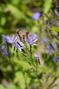 Alp mavisi yavaş devedikeni