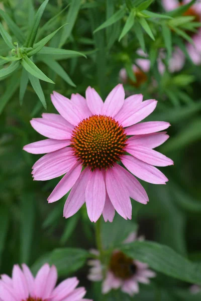 Rubinstern de flor de conejo rosa — Foto de Stock