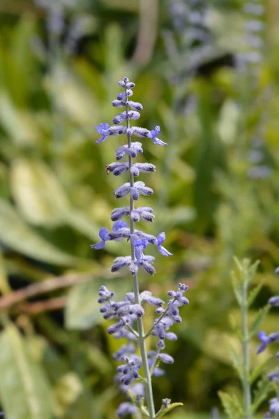 Lacey Blue Russian sage — Stock Photo, Image