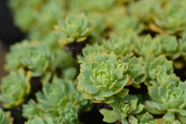 Gray stonecrop — Stock Photo, Image