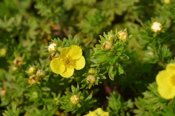 Sommerflor de aceite de centeno arbustivo —  Fotos de Stock