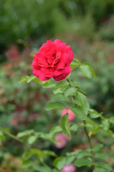 Rosa cassandre — Foto de Stock