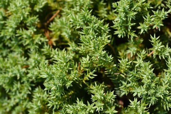 Japanese garden juniper — Stock Photo, Image