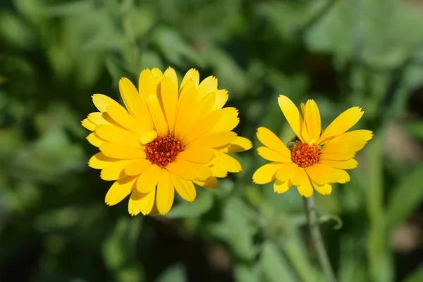 Princesa mezcla jardín caléndula — Foto de Stock