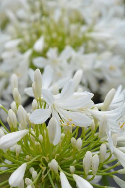 Beyaz Afrikalı zambak