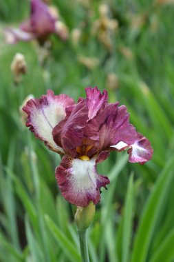 Uzun sakallı iris Crinoline