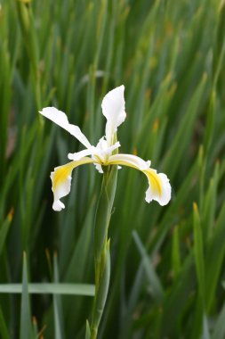 Türk iris