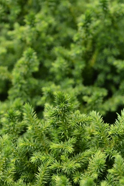 Japanese cedar Vilmoriniana — Stock Photo, Image