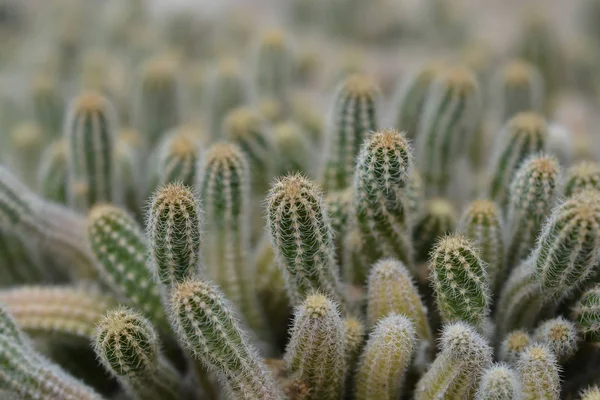 Földimogyoró kaktusz — Stock Fotó