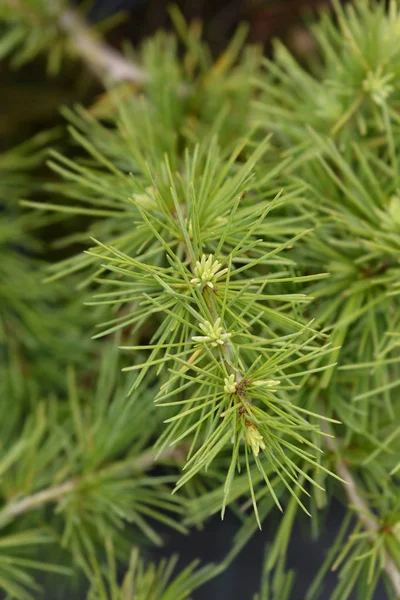 DEODAR Cedar Golden Horizon — Stockfoto