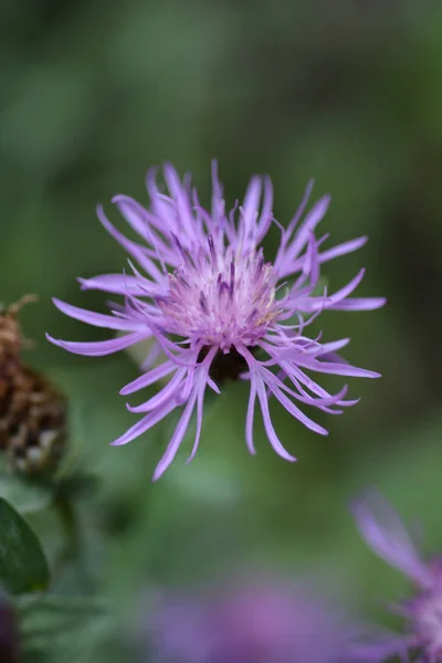 Knapweed — Stockfoto