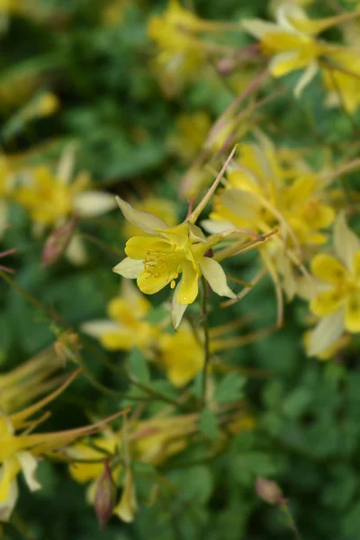 Golden Columbine — Stockfoto