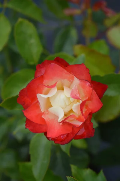 Origami Floribunda rose — Stock Photo, Image