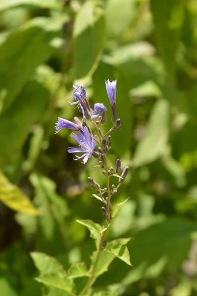 Alpine blue slow-thistle — Stock Photo, Image