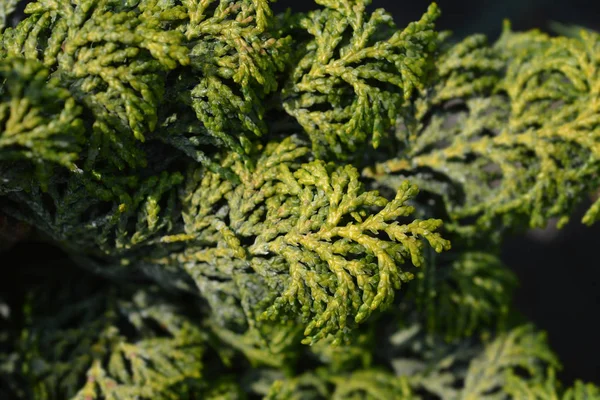 Hinoki cypress Maureen — Stock Photo, Image