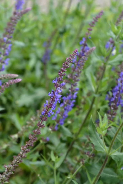 Meadow sage — Stock Photo, Image