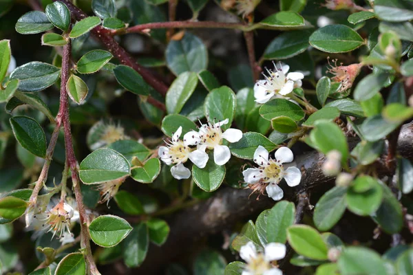 Medoviny Cotoneaster Radičané — Stock fotografie