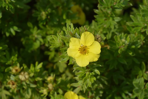 Shrubby Cinquefoil Sommerflor — Stock Photo, Image