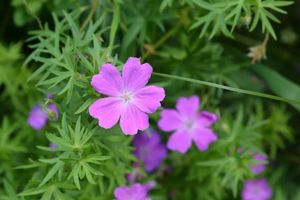 Bloedige cranesbill — Stockfoto