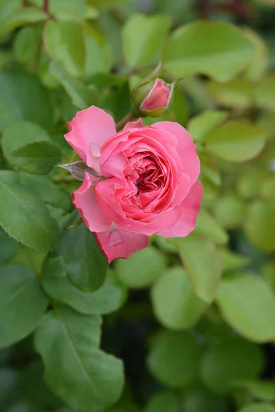 Leonardo da Vinci Rose — Stock Photo, Image