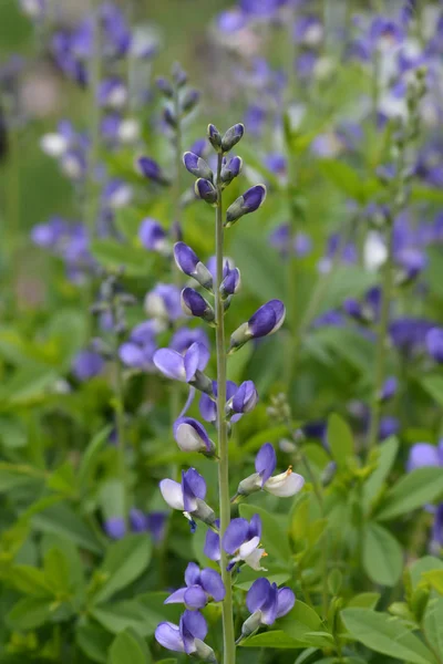 Blauer falscher Indigo — Stockfoto