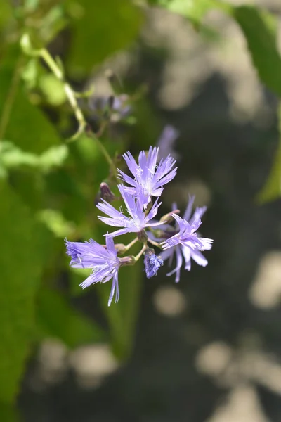 Alpejski niebieski Slow-Thistle — Zdjęcie stockowe