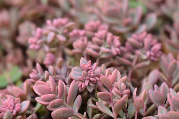 Showy stonecrop — Stock Photo, Image