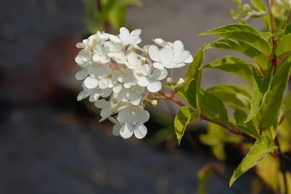 Panikulovat hortenzie Vanille Fraise — Stock fotografie