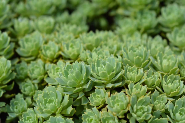 Gray stonecrop — Stock Photo, Image