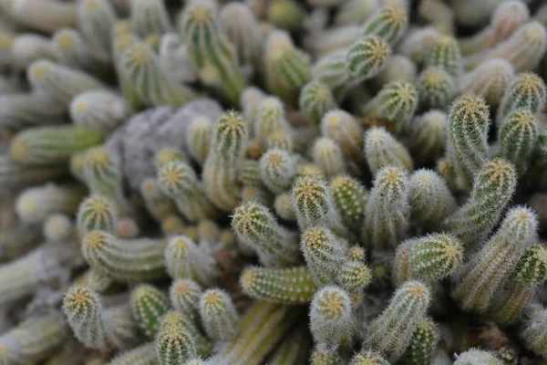 Pinda cactus — Stockfoto