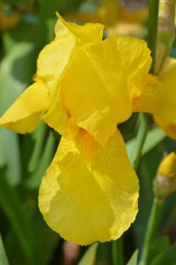 Uzun sakallı iris Fox Yangın