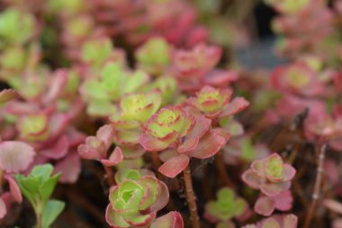 İki sıralı stonecrop