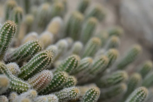 Földimogyoró kaktusz — Stock Fotó