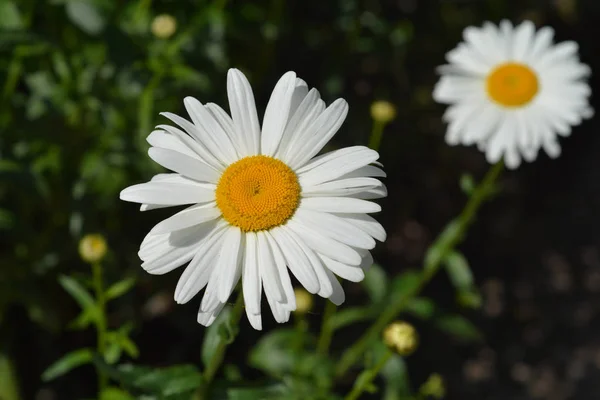 Shasta daisy Gigant — Stock Photo, Image