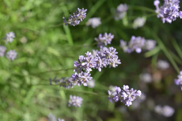 Lavanda común —  Fotos de Stock