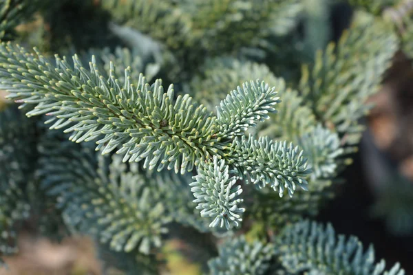 Blue Noble Fir — Stock Photo, Image