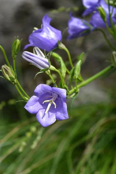 Bellflower şeftali yapraklı — Stok fotoğraf