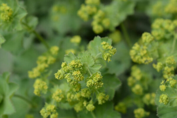 Мантия Лэдис
