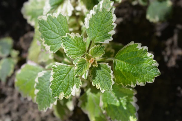 Swedish ivy Marginatus — Stock Photo, Image