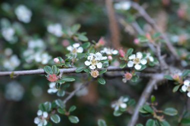 Littleleaf Cotoneaster Cochleatus