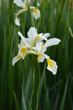 Türk iris