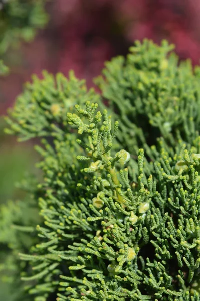 Chinese juniper Kaizuka — Stock Photo, Image