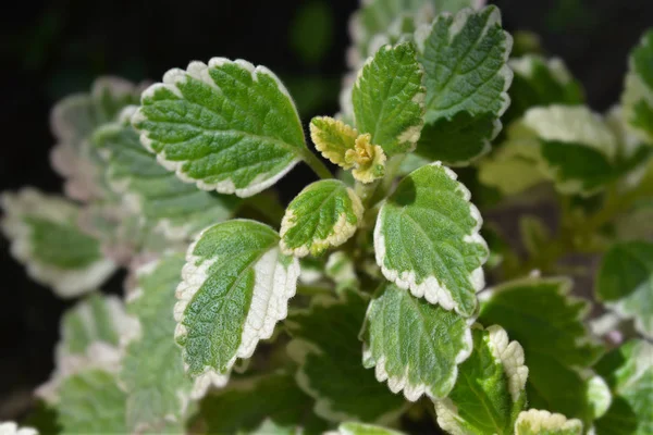 Ivy marginatus sueca — Fotografia de Stock