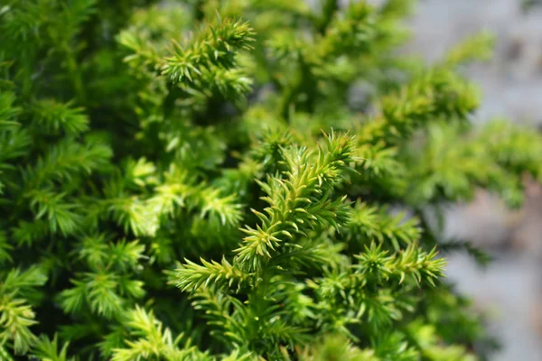 Japanese cedar Vilmoriniana — Stock Photo, Image