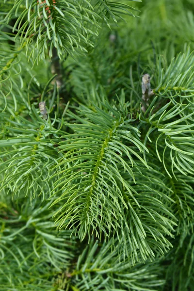 Colorado white fir — Stock Photo, Image