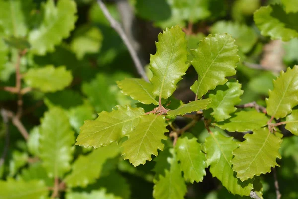 Quercia portoghese — Foto Stock