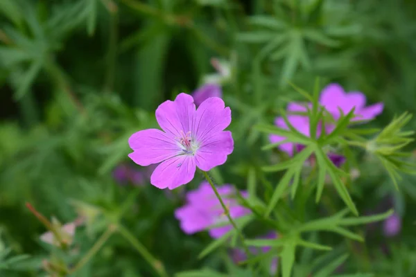 Blodiga Midsommarblomster — Stockfoto