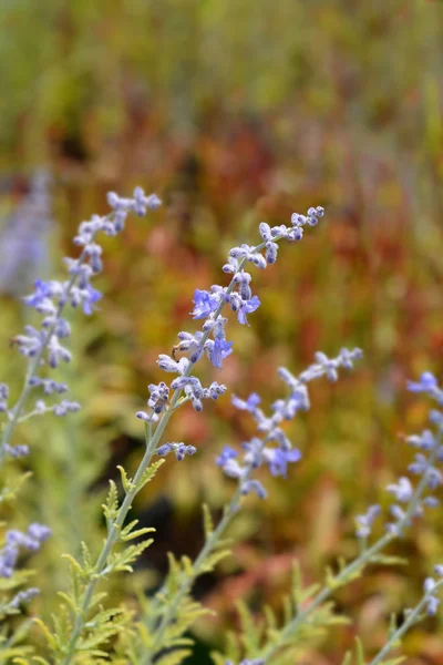 Lacey Blue Salvia rusa —  Fotos de Stock